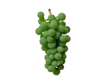 Green Grape