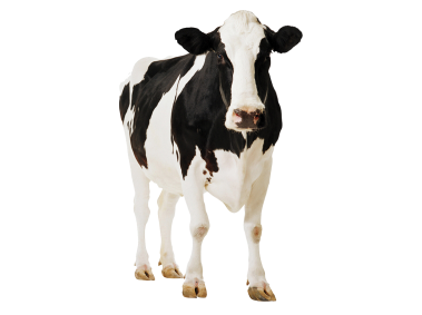 Holstein Cow