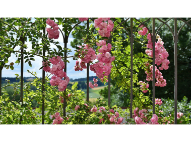 Iron Fences and Flowers