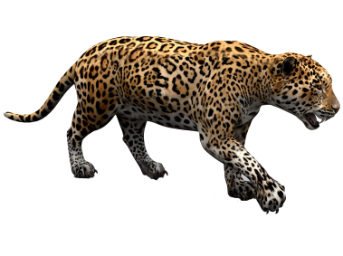 Jaguar