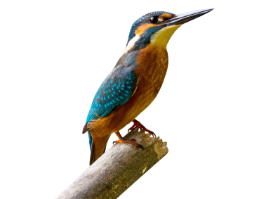 Kingfisher Bird