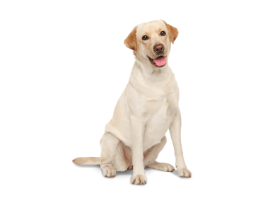 Labrador Dog