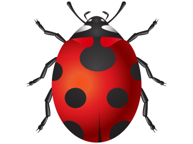 Ladybug