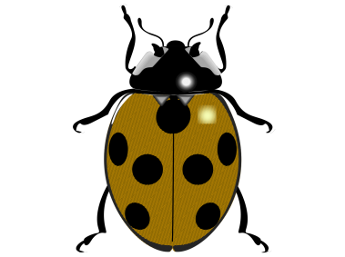 Ladybug