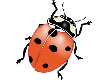 Ladybug