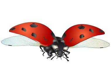 Ladybug