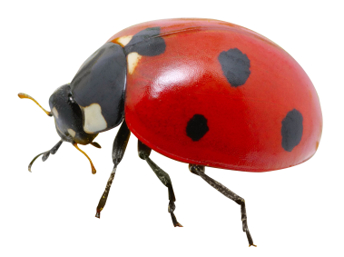 Ladybug