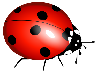 Ladybug