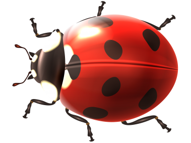 Ladybug