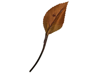 Leaf