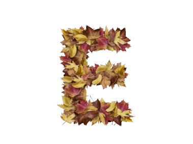 Letter E from Dry Leaves