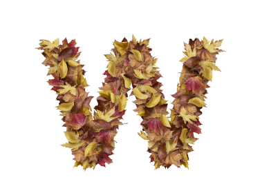 Letter W from Dry Leaves