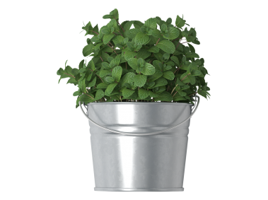 Mint in Bucket