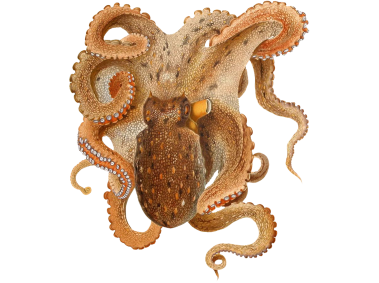 Octopus