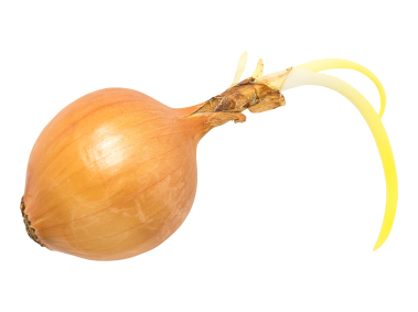 Onion