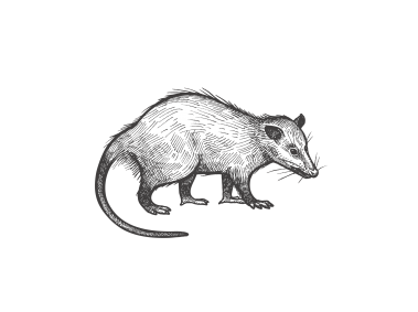 Opossum