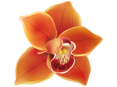 Orange Orchid