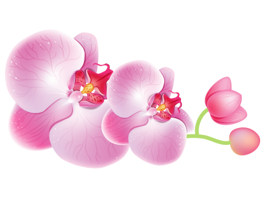 Orchids