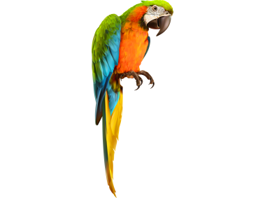 Parrot