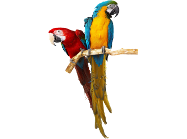 Parrots