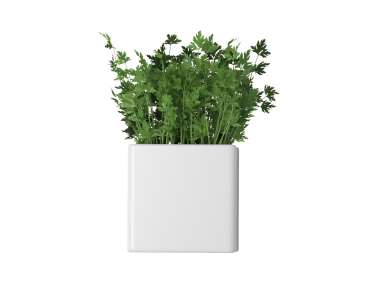 Parsley in Flower Pots