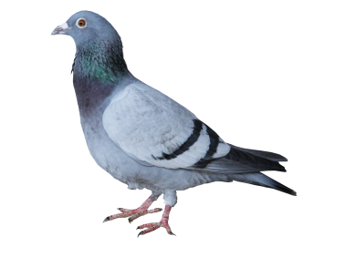 Pigeon