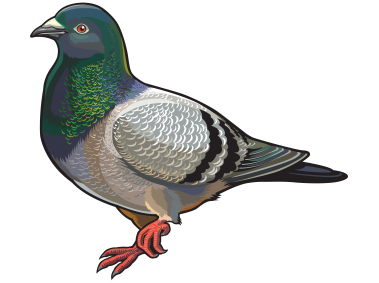 Pigeon