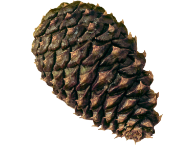 Pine Cone