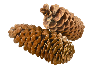 Pine Cone