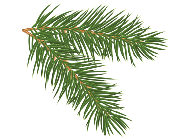 Pine Tree Branch