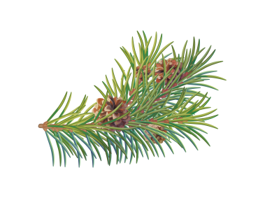 Pine Tree Branch
