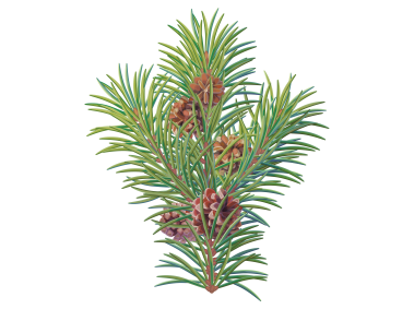 Pine Tree Branch