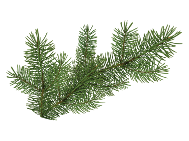 Pine Tree Branch
