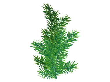 Pine Tree Branch PNG