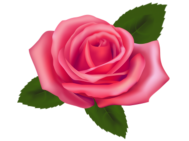 Pink Rose