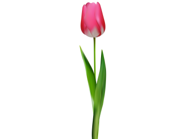 Pink Tulip