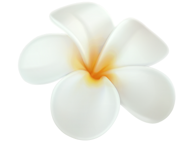 Plumeria Flower