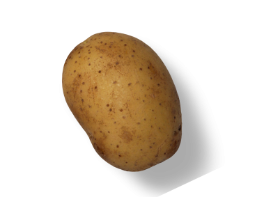 Potato