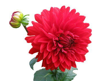 Red Dahlia Flower