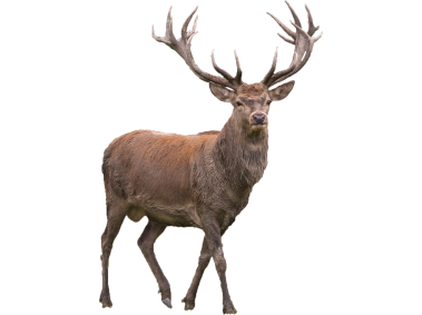 Red Deer