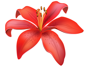 Red Lily Flower