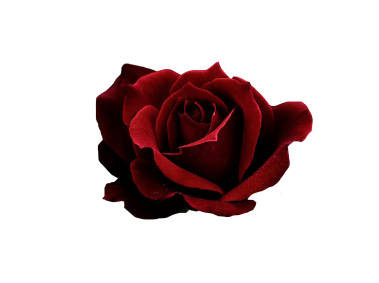 Red Rose