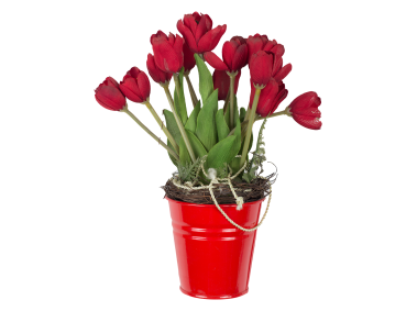 Red Tulips in Bucket