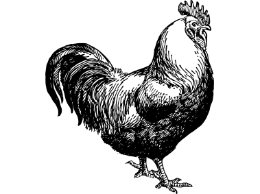 Rooster