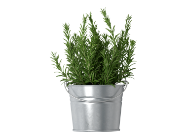 Rosemary in the Bucket