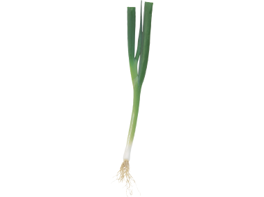 Scallion