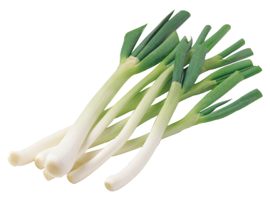 Scallion