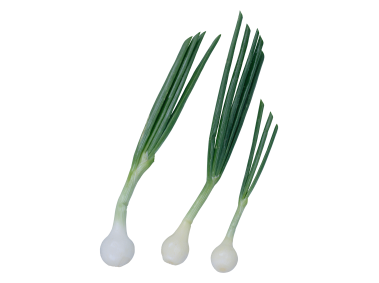 Scallion