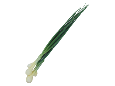 Scallion