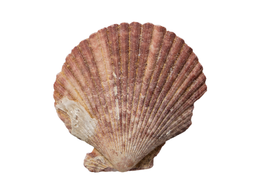 Scallop Shell